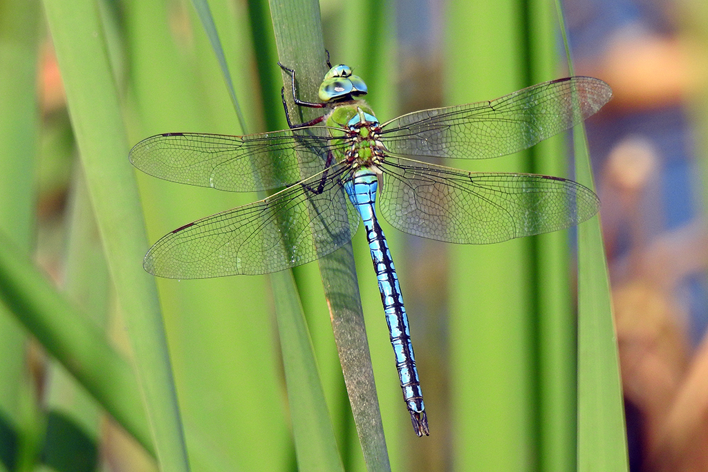 Anax imperator